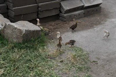 DSC_3132 (Large).JPG